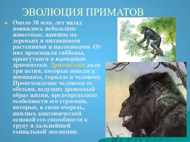 ЭВОЛЮЦИЯ ПРИМАТОВ Около 30 млн. лет назад появились небольшие животные, жившие на