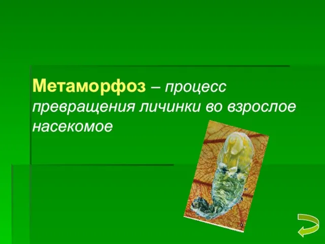 Метаморфоз – процесс превращения личинки во взрослое насекомое