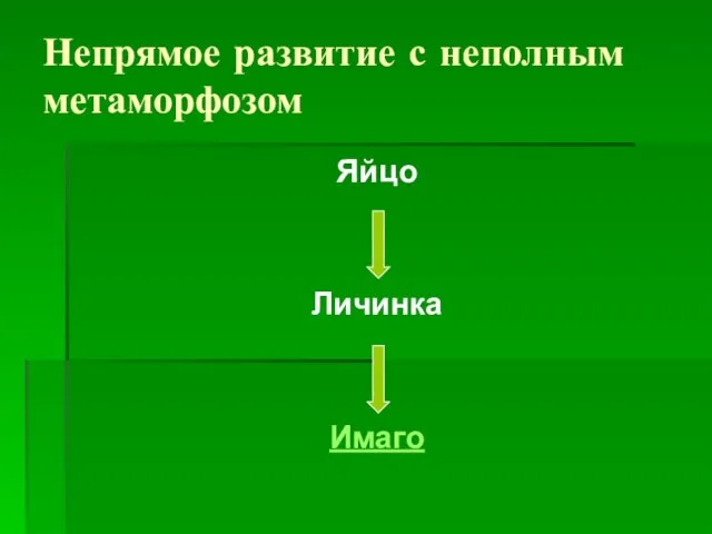 Непрямое развитие с неполным метаморфозом Яйцо Личинка Имаго