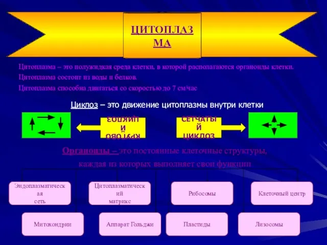 Цитоплазма – это полужидкая среда клетки, в которой располагаются органоиды клетки. Цитоплазма