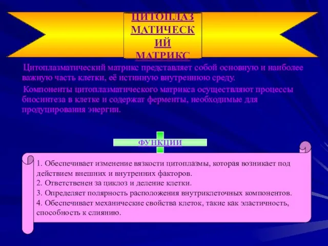 Цитоплазматический матрикс представляет собой основную и наиболее важную часть клетки, её истинную