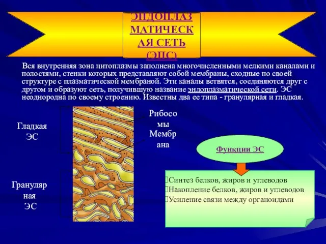 Вся внутренняя зона цитоплазмы заполнена многочисленными мелкими каналами и полостями, стенки которых