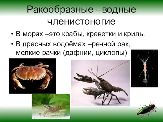 Ракообразные –водные членистоногие В морях –это крабы, креветки и криль. В пресных