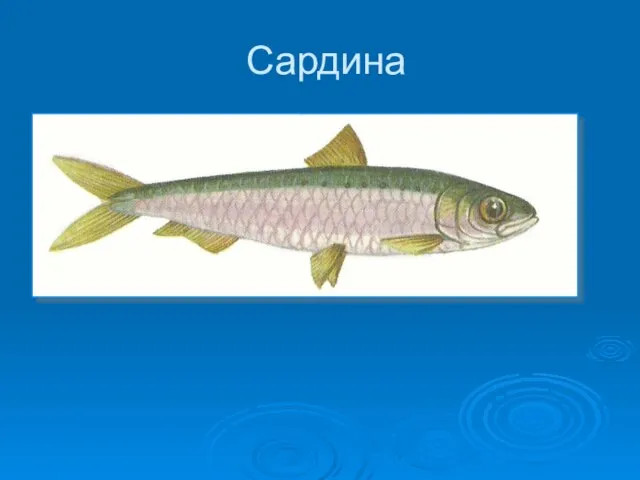 Сардина