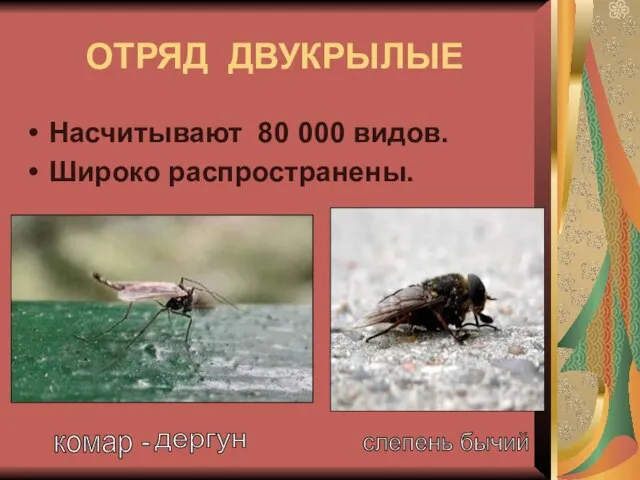 ОТРЯД ДВУКРЫЛЫЕ Насчитывают 80 000 видов. Широко распространены. дергун комар - слепень бычий