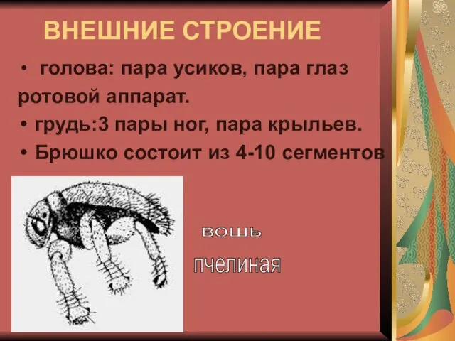 ВНЕШНИЕ СТРОЕНИЕ голова: пара усиков, пара глаз ротовой аппарат. грудь:3 пары ног,