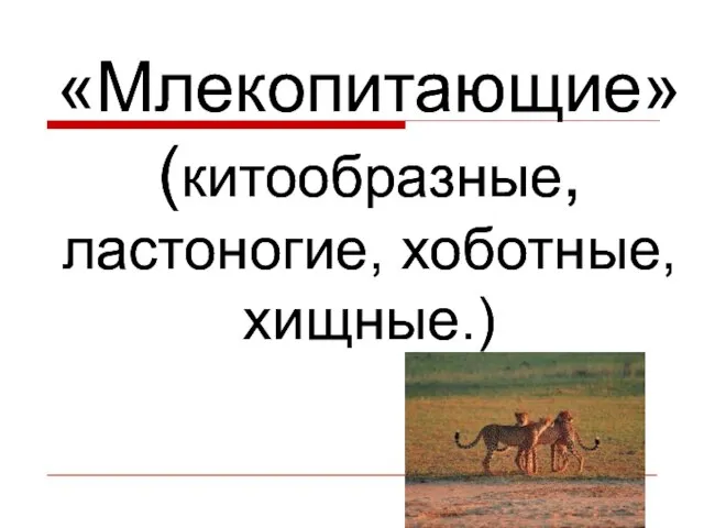 «Млекопитающие» (китообразные, ластоногие, хоботные, хищные.) «Млекопитающие» (китообразные, ластоногие, хоботные, хищные.)