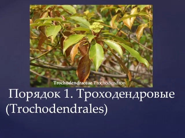 Порядок 1. Троходендровые (Trochodendrales) Trochodendraceae Trochodendron