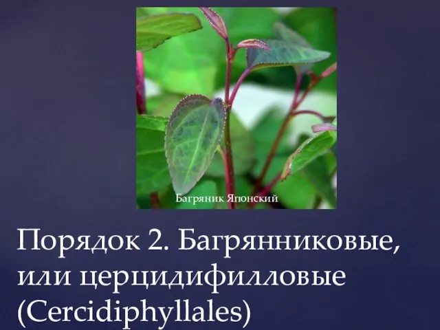 Порядок 2. Багрянниковые, или церцидифилловые (Cercidiphyllales) Багряник Японский