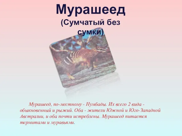 Мурашеед, по-местному - Нумбады. Их всего 2 вида -обыкновенный и рыжий. Оба