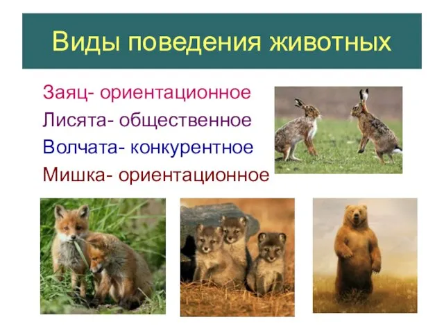 Виды поведения животных Заяц- ориентационное Лисята- общественное Волчата- конкурентное Мишка- ориентационное