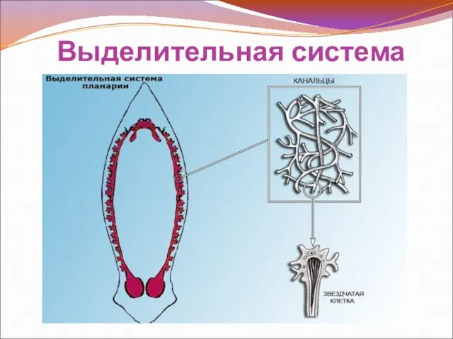 Выделительная система