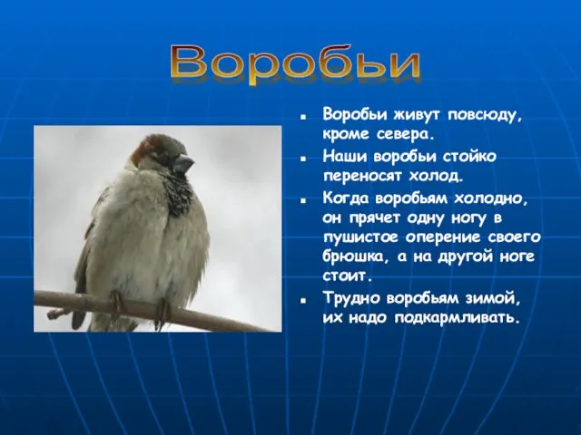 Воробьи живут повсюду, кроме севера. Наши воробьи стойко переносят холод. Когда воробьям