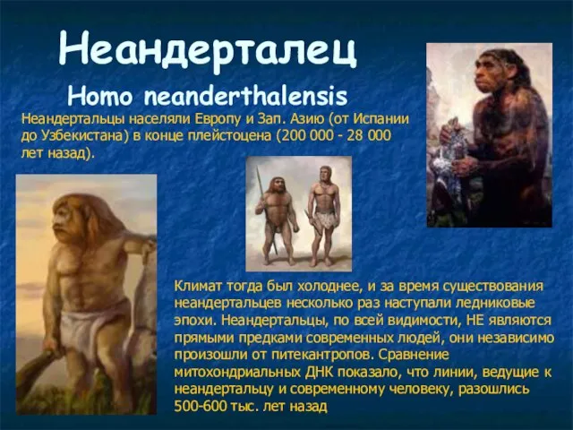 Неандерталец Нomo neanderthalensis Неандертальцы населяли Европу и Зап. Азию (от Испании до