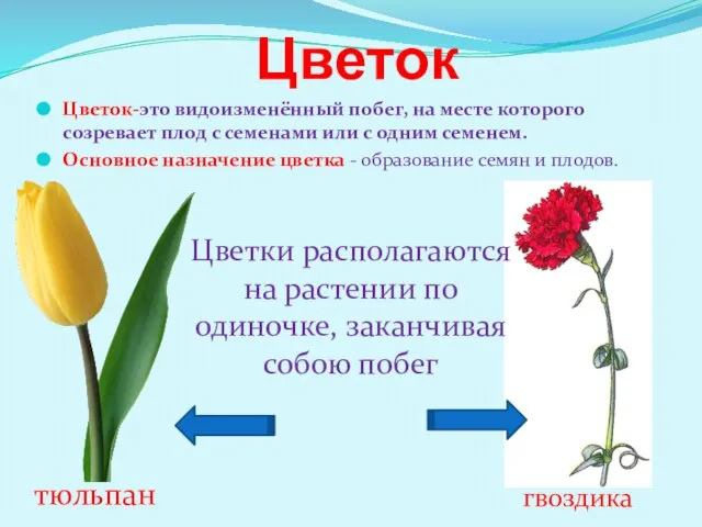 Цветок Цветок-это видоизменённый побег, на месте которого созревает плод с семенами или