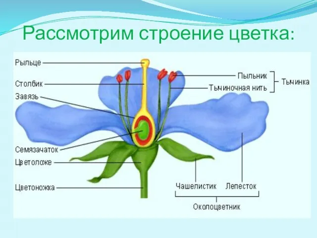 Рассмотрим строение цветка: