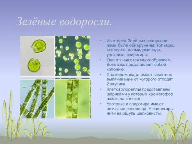 Зелёные водоросли. Из отдела Зелёные водоросли нами были обнаружены: вольвокс, хлорелла, хламидомонада,