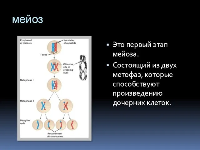 мейоз Это первый этап мейоза. Состоящий из двух метофаз, которые способствуют произведению дочерних клеток.