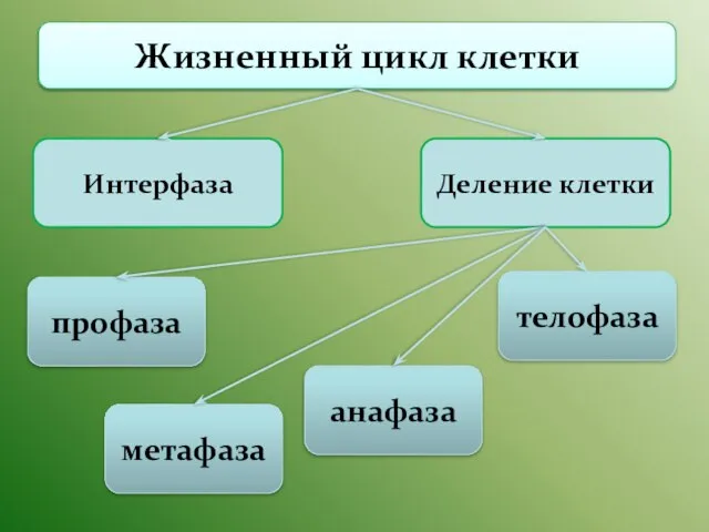 Жизненный цикл клетки Интерфаза Деление клетки телофаза анафаза профаза метафаза