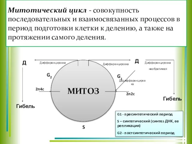 Митотический цикл - совокупность последовательных и взаимосвязанных процессов в период подготовки клетки