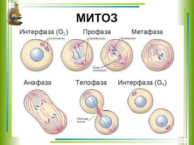 МИТОЗ