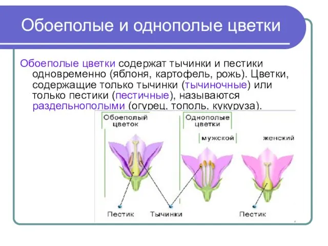 Обоеполые и однополые цветки Обоеполые цветки содержат тычинки и пестики одновременно (яблоня,