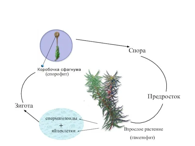(спорофит) Спора Предросток Взрослое растение (гаметофит) сперматозоиды яйцеклетки + Зигота