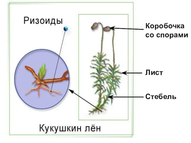 Коробочка со спорами Лист Стебель