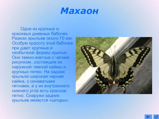 Махаон Одна из крупных и красивых дневных бабочек. Размах крыльев около 70