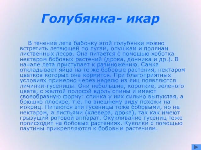 Голубянка- икар В течение лета бабочку этой голубянки можно встретить летающей по