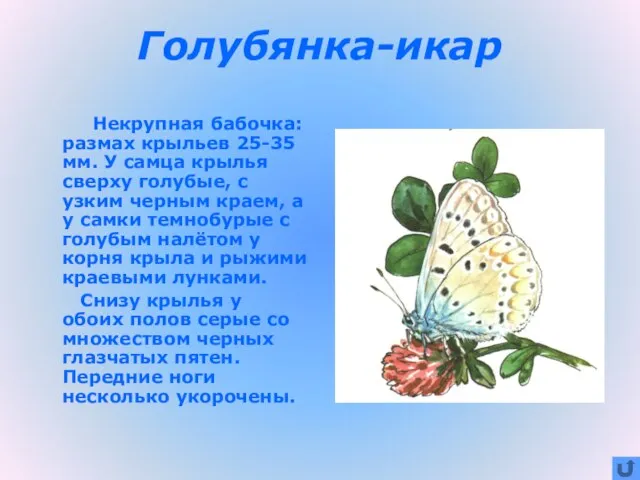 Голубянка-икар Некрупная бабочка: размах крыльев 25-35 мм. У самца крылья сверху голубые,