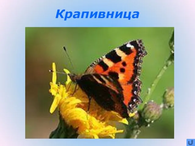 Крапивница