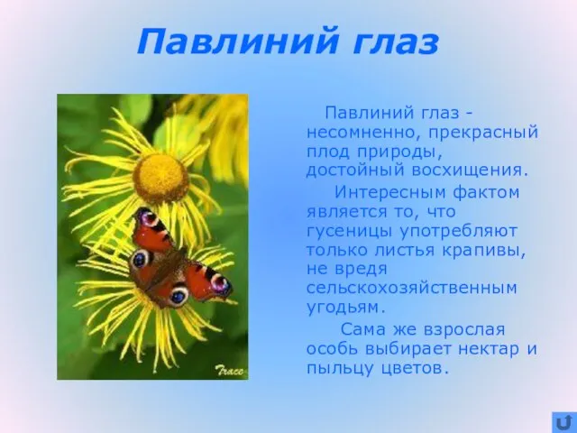 Павлиний глаз Павлиний глаз - несомненно, прекрасный плод природы, достойный восхищения. Интересным