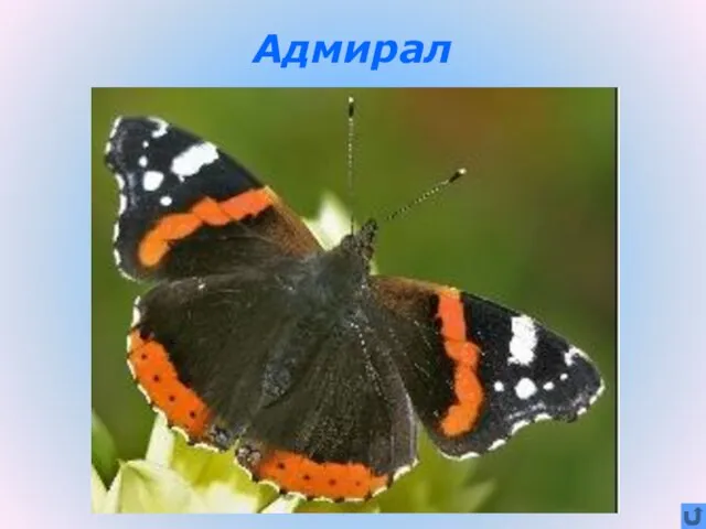 Адмирал