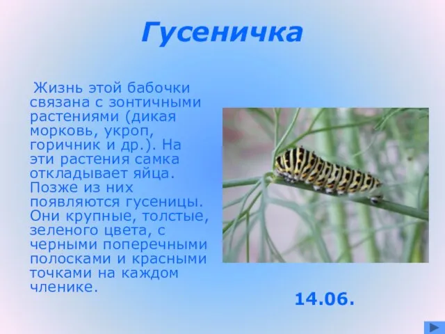 Гусеничка Жизнь этой бабочки связана с зонтичными растениями (дикая морковь, укроп, горичник