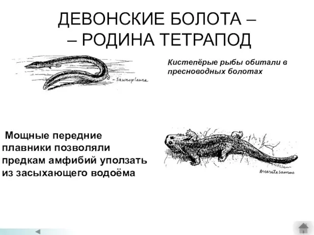 ДЕВОНСКИЕ БОЛОТА – – РОДИНА ТЕТРАПОД Мощные передние плавники позволяли предкам амфибий