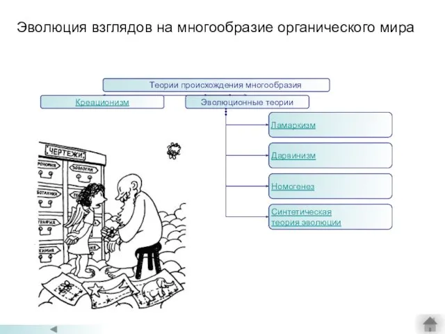 Эволюция взглядов на многообразие органического мира