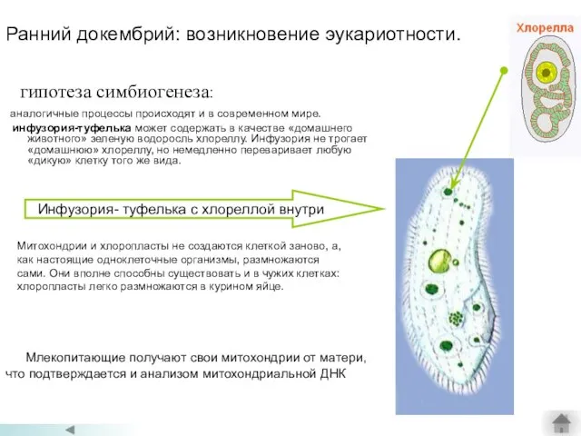 Ранний докембрий: возникновение эукариотности. гипотеза симбиогенеза: аналогичные процессы происходят и в современном
