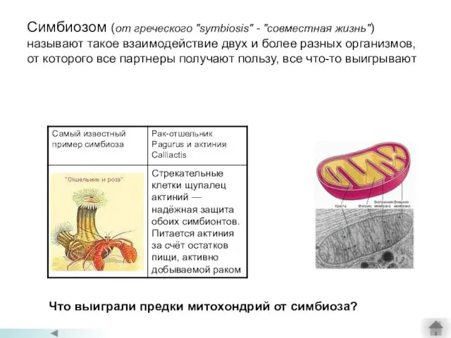 Симбиозом (от греческого "symbiosis" - "совместная жизнь") называют такое взаимодействие двух и