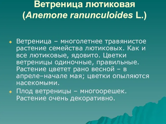 Ветреница лютиковая (Anemone ranunculoides L.) Ветреница – многолетнее травянистое растение семейства лютиковых.