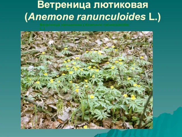 Ветреница лютиковая (Anemone ranunculoides L.) Ветреница лютиковая (Anemone ranunculoides L.)