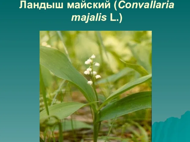 Ландыш майский (Convallaria majalis L.)