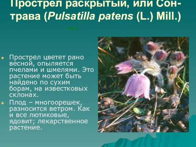 Прострел раскрытый, или Сон-трава (Pulsatilla patens (L.) Mill.) Прострел цветет рано весной,