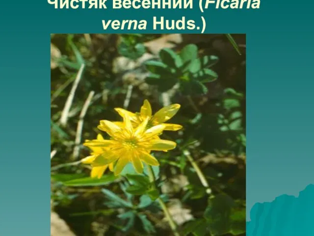 Чистяк весенний (Ficaria verna Huds.)