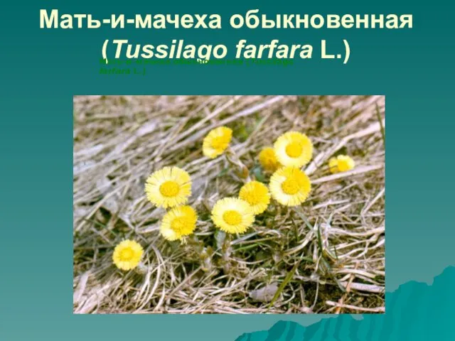 Мать-и-мачеха обыкновенная (Tussilago farfara L.) Мать-и-мачеха обыкновенная (Tussilago farfara L.)