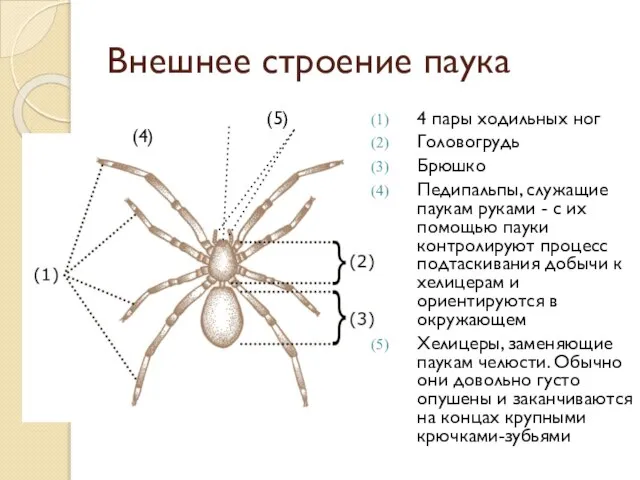 Внешнее строение паука (5) (4) 4 пары ходильных ног Головогрудь Брюшко Педипальпы,