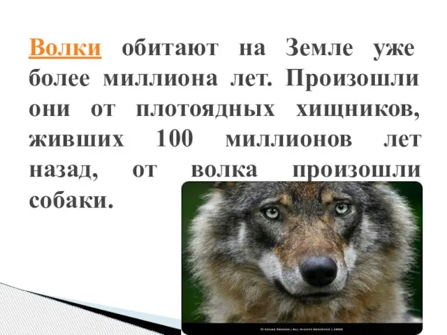 Волки обитают на Земле уже более миллиона лет. Произошли они от плотоядных