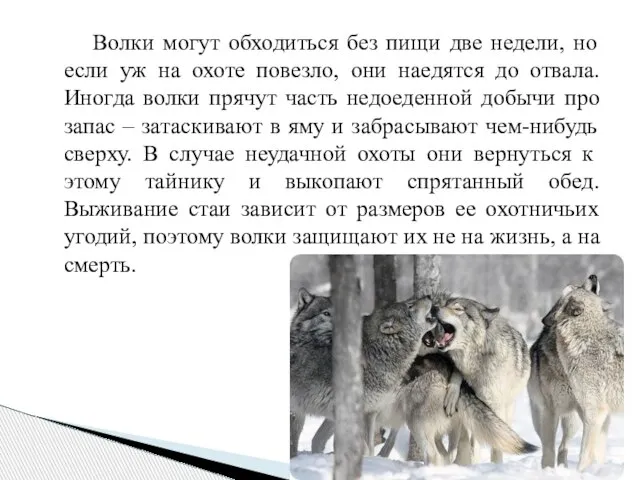 Волки могут обходиться без пищи две недели, но если уж на охоте