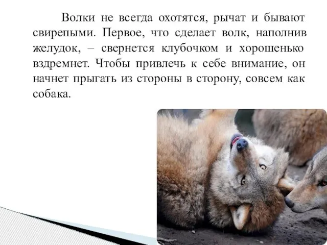 Волки не всегда охотятся, рычат и бывают свирепыми. Первое, что сделает волк,