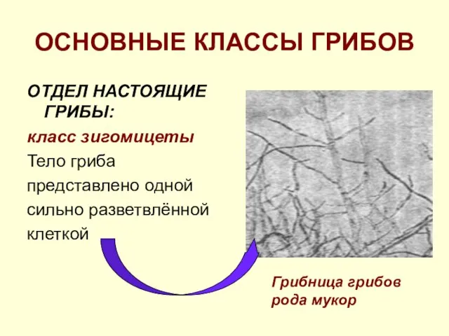 ОСНОВНЫЕ КЛАССЫ ГРИБОВ ОТДЕЛ НАСТОЯЩИЕ ГРИБЫ: класс зигомицеты Тело гриба представлено одной